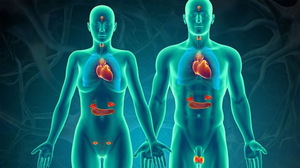 sistema endocrino