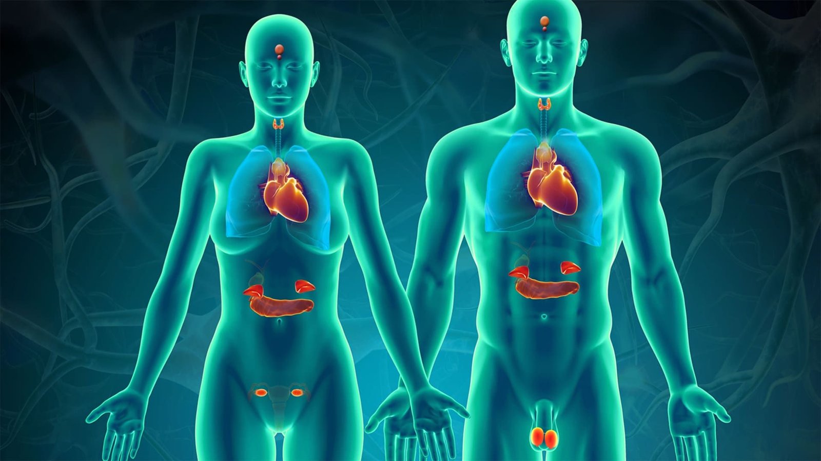 sistema endocrino